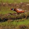 Fagiano comune - Common pheasant (Phasianus colchicus)