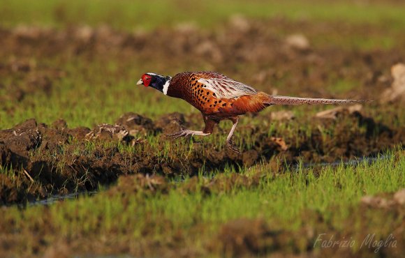 Fagiano comune - Common pheasant (Phasianus colchicus)