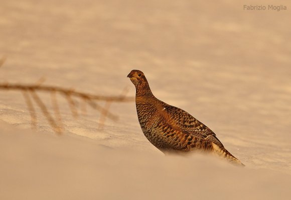 Gallo Forcello - Black Grouse (Tetrao tetrix)