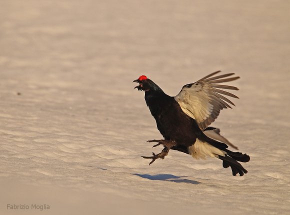 Gallo Forcello - Black Grouse (Tetrao tetrix)
