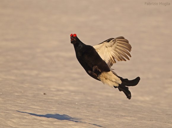 Gallo Forcello - Black Grouse (Tetrao tetrix)