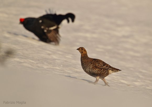 Gallo Forcello - Black Grouse (Tetrao tetrix)