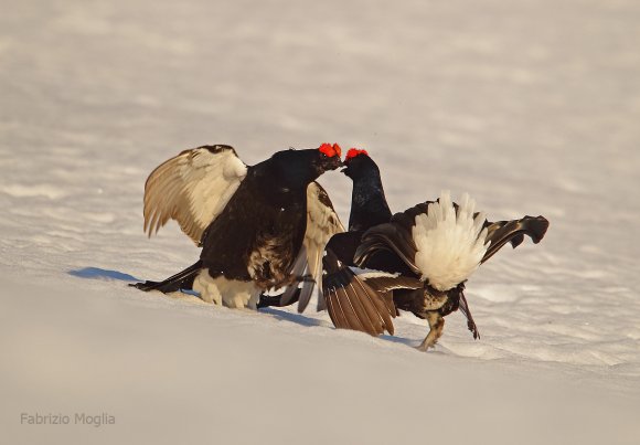 Gallo Forcello - Black Grouse (Tetrao tetrix)