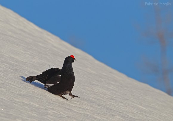 Gallo Forcello - Black Grouse (Tetrao tetrix)