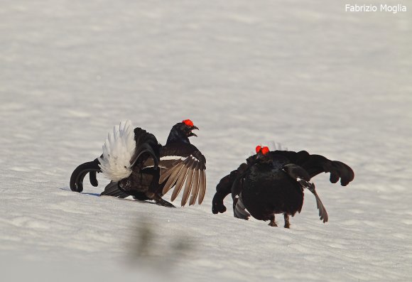 Gallo Forcello - Black Grouse (Tetrao tetrix)