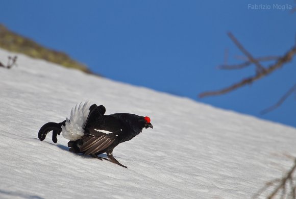 Gallo Forcello - Black Grouse (Tetrao tetrix)