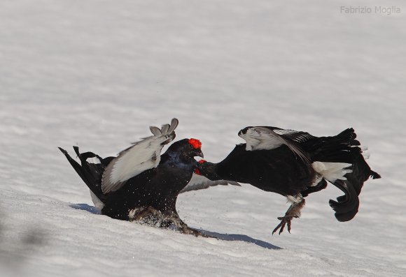 Gallo Forcello - Black Grouse (Tetrao tetrix)