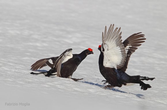 Gallo Forcello - Black Grouse (Tetrao tetrix)