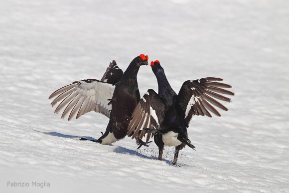 Gallo Forcello - Black Grouse (Tetrao tetrix)