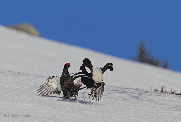 Gallo Forcello - Black Grouse (Tetrao tetrix)