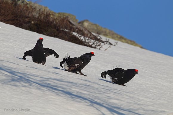 Gallo Forcello - Black Grouse (Tetrao tetrix)