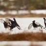 Gallo Forcello - Black Grouse (Tetrao tetrix)