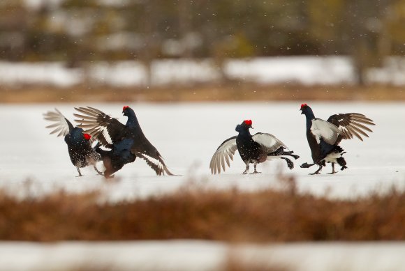 Gallo Forcello - Black Grouse (Tetrao tetrix)