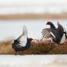 Gallo Forcello - Black Grouse (Tetrao tetrix)