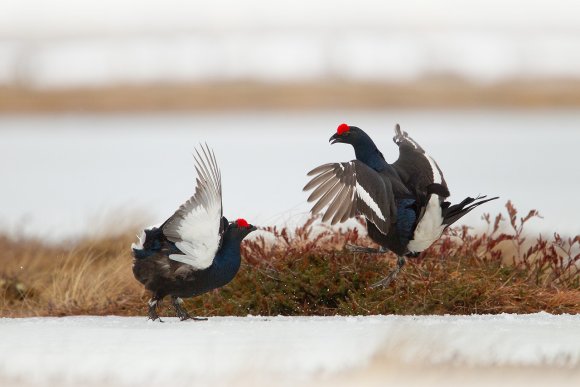 Gallo Forcello - Black Grouse (Tetrao tetrix)