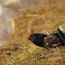 Gallo Forcello - Black Grouse (Tetrao tetrix)