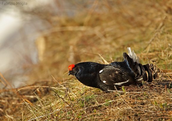 Gallo Forcello - Black Grouse (Tetrao tetrix)