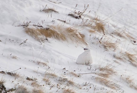 Pernice bianca - Rock Ptarmigan (Lagopus muta)