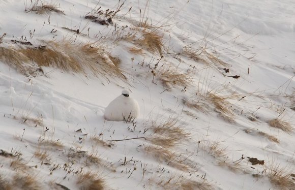 Pernice bianca - Rock Ptarmigan (Lagopus muta)