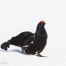 Gallo Forcello - Black Grouse (Tetrao tetrix)