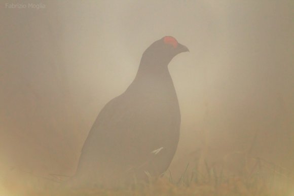 Gallo Forcello - Black Grouse (Tetrao tetrix)