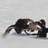 Gallo Forcello - Black Grouse (Tetrao tetrix)