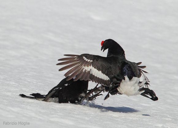 Gallo Forcello - Black Grouse (Tetrao tetrix)