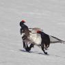 Gallo Forcello - Black Grouse (Tetrao tetrix)