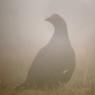 Gallo Forcello - Black Grouse (Tetrao tetrix)