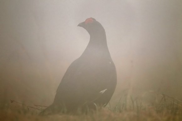 Gallo Forcello - Black Grouse (Tetrao tetrix)