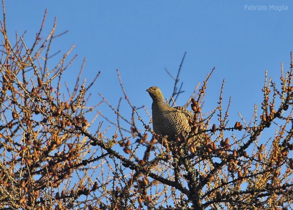 Gallo Forcello - Black Grouse (Tetrao tetrix)