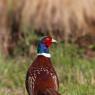 Fagiano comune - Common pheasant (Phasianus colchicus)