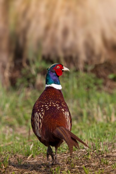 Fagiano comune - Common pheasant (Phasianus colchicus)