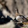 Pernice bianca - Rock Ptarmigan (Lagopus muta)