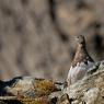 Pernice bianca - Rock Ptarmigan (Lagopus muta)