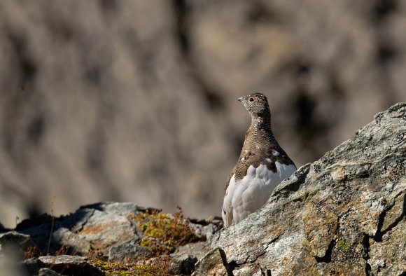 Pernice bianca - Rock Ptarmigan (Lagopus muta)