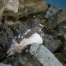 Pernice bianca - Rock Ptarmigan (Lagopus muta)