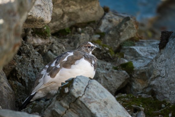 Pernice bianca - Rock Ptarmigan (Lagopus muta)