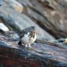 Pernice bianca - Rock Ptarmigan (Lagopus muta)