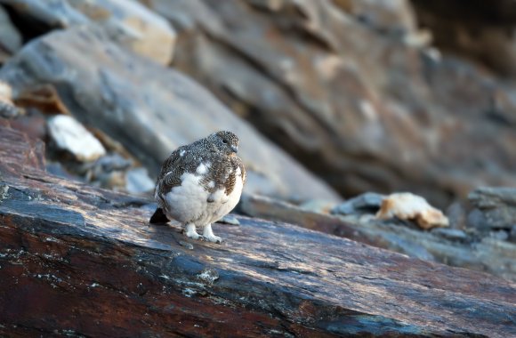 Pernice bianca - Rock Ptarmigan (Lagopus muta)