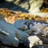 Pernice bianca - Rock Ptarmigan (Lagopus muta)