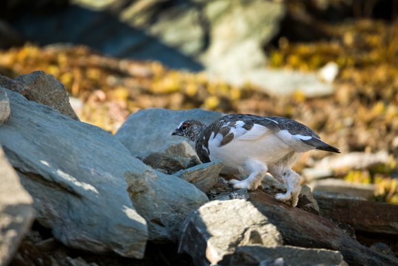 Pernice bianca - Rock Ptarmigan (Lagopus muta)