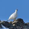 Pernice bianca - Rock Ptarmigan (Lagopus muta)