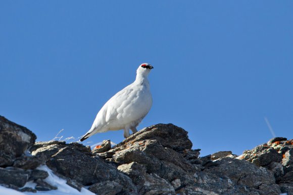 Pernice bianca - Rock Ptarmigan (Lagopus muta)