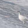 Pernice bianca - Rock Ptarmigan (Lagopus muta)