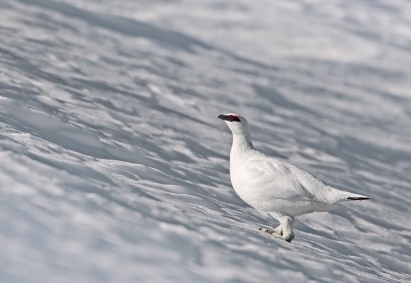 Pernice bianca - Rock Ptarmigan (Lagopus muta)