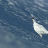 Pernice bianca - Rock Ptarmigan (Lagopus muta)