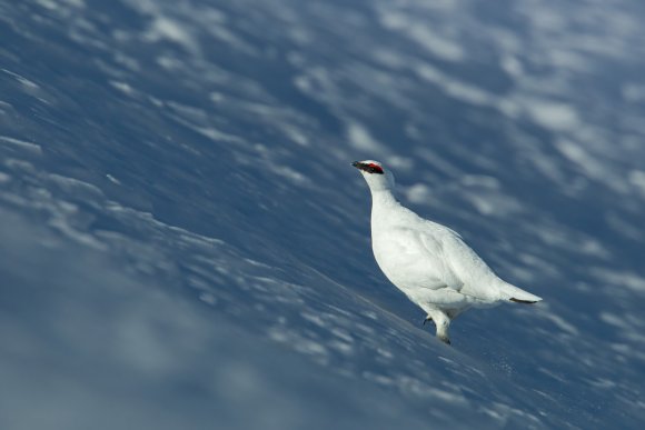 Pernice bianca - Rock Ptarmigan (Lagopus muta)