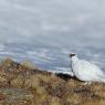 Pernice bianca - Rock Ptarmigan (Lagopus muta)