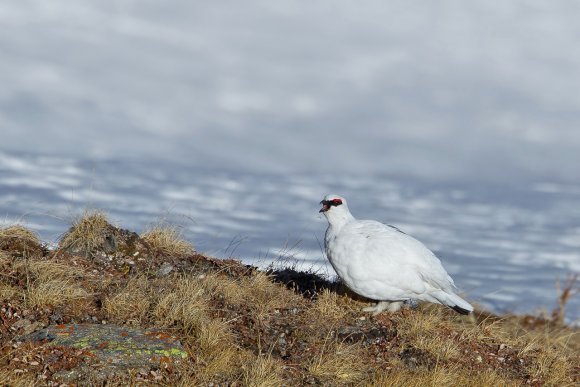 Pernice bianca - Rock Ptarmigan (Lagopus muta)